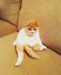 Ed Sheeran's cats now have own Instagram