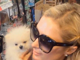 Paris Hilton will give $ 10 thousand to someone who catches a woman who stole a Spitz