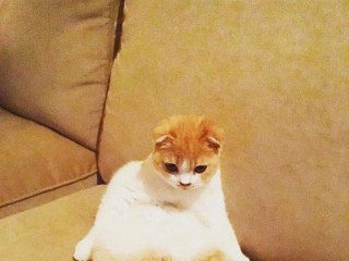 Ed Sheeran's cats now have own Instagram
