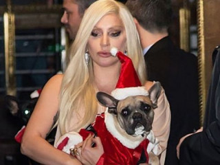 Lady Gaga is happy: the singer got her stolen bulldogs back