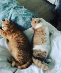 Ed Sheerans cats now have own Instagram