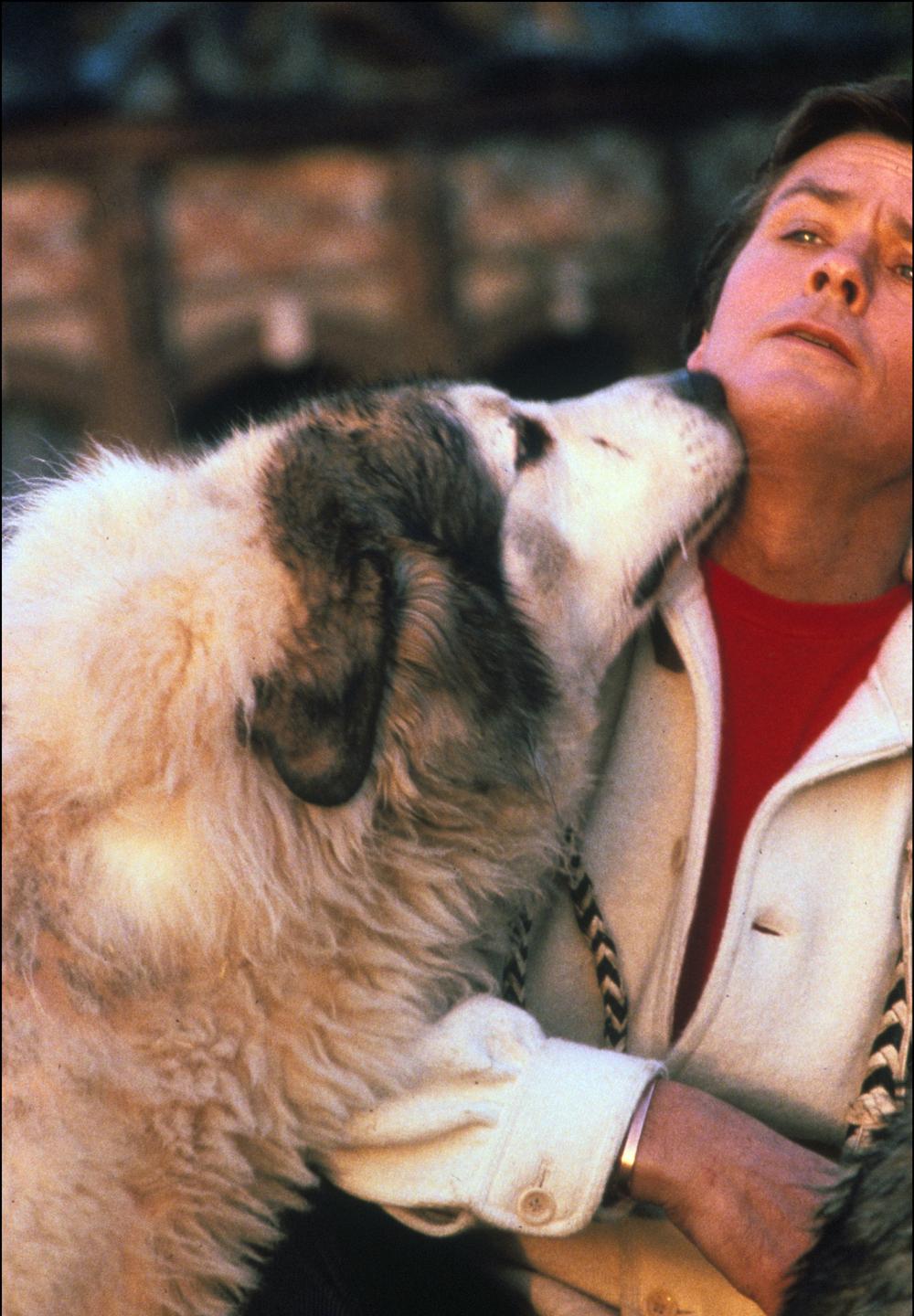 Alain Delon photo #363043