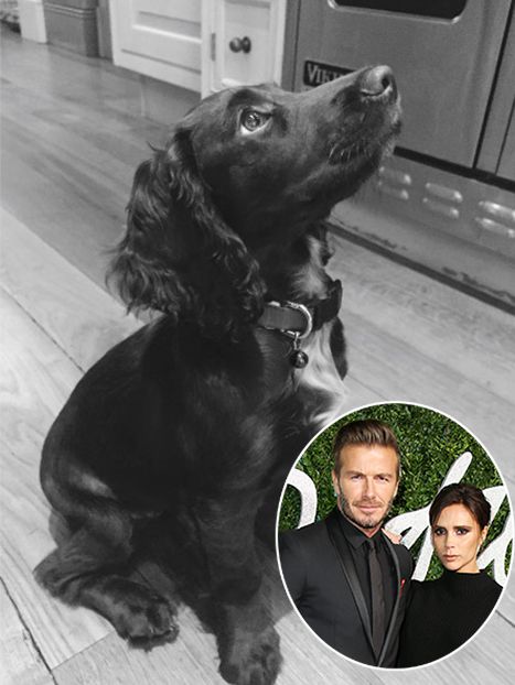 New Furry Member in Victoria Beckham's Family!