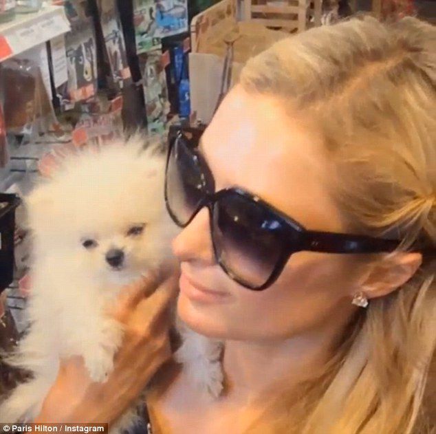 Paris Hilton will give $ 10 thousand to someone who catches a woman who stole a Spitz