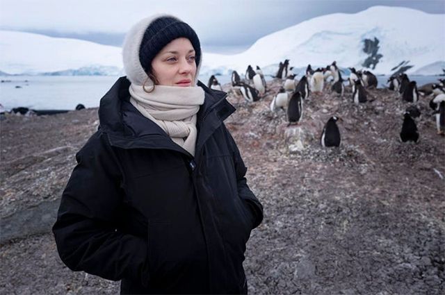 Marion Cotillard made friends with penguins