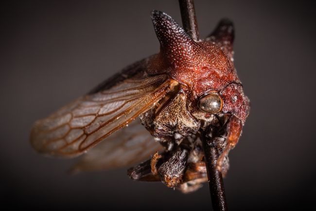 A new type of cicadas named like Lady Gaga