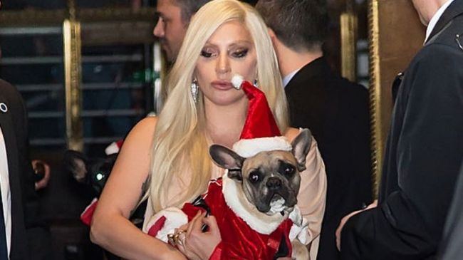 Lady Gaga is happy: the singer got her stolen bulldogs back